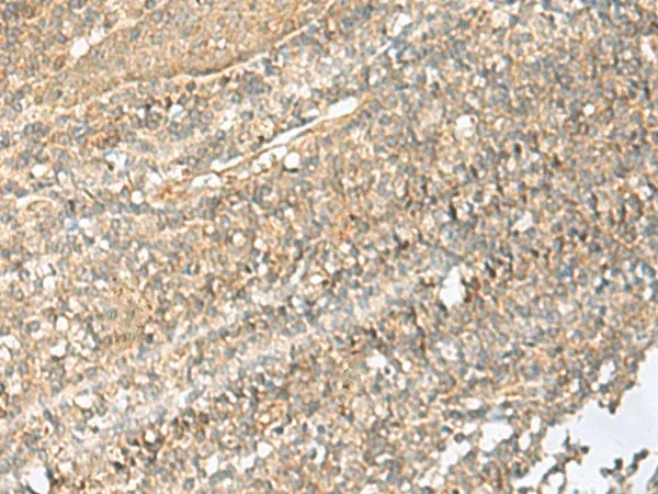NID2 Polyclonal Antibody - image 1
