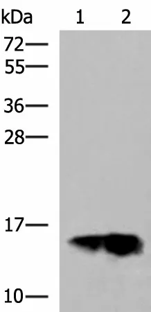 GOLGA7 Polyclonal Antibody - image 1