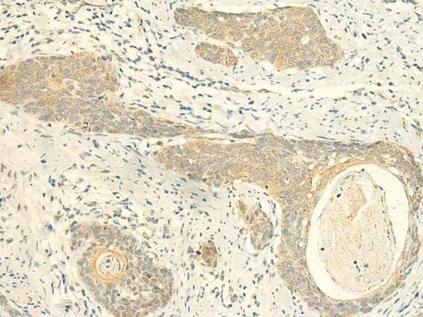 MPV17 Polyclonal Antibody - image 1