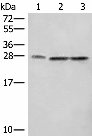SEC22B Polyclonal Antibody - image 1