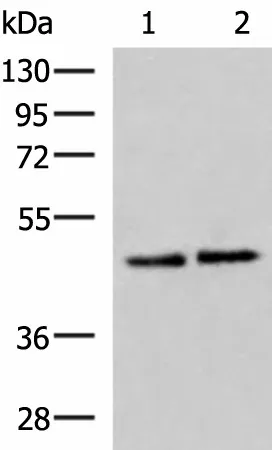 ACTL6B Polyclonal Antibody - image 1