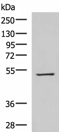 FDXR Polyclonal Antibody - image 1