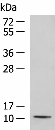 PCBD1 Polyclonal Antibody - image 1