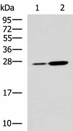 NQO2 Polyclonal Antibody - image 1