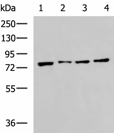 HSPA5 Polyclonal Antibody - image 1