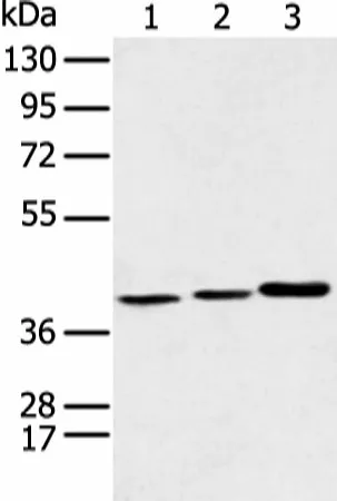 MORF4L1 Polyclonal Antibody - image 1