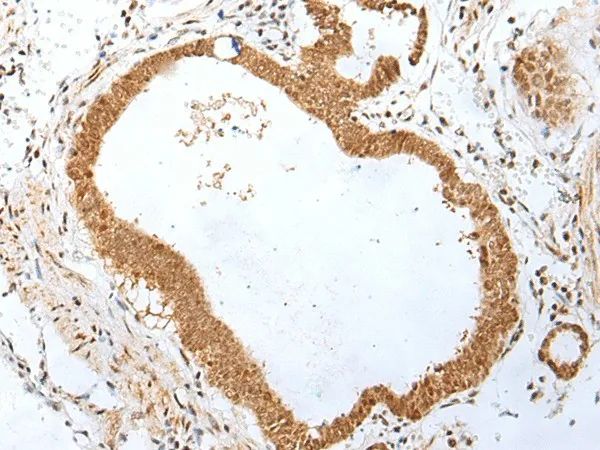 PEG3 Polyclonal Antibody - image 1