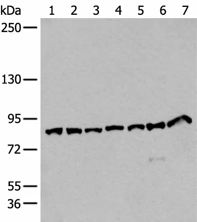 VPS35 Polyclonal Antibody - image 1