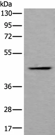 BMP2 Polyclonal Antibody - image 1
