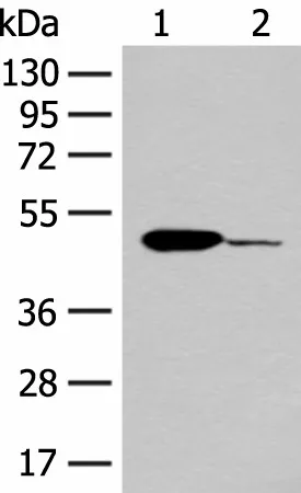 ACOD1 Polyclonal Antibody - image 1