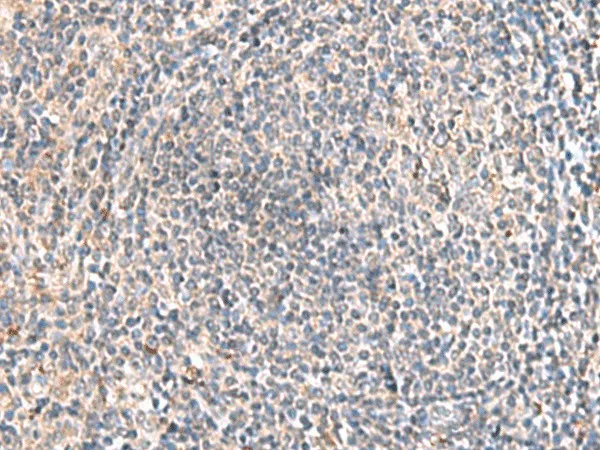 HLA-DOB Polyclonal Antibody - image 1