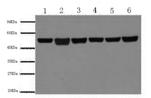 beta Tubulin Monoclonal Antibody - image 1