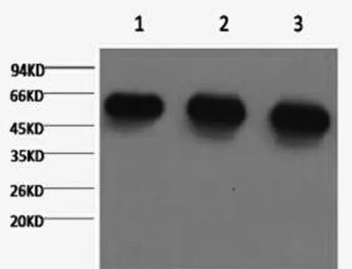 alpha Tubulin Monoclonal Antibody - image 1