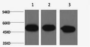 beta Tubulin Monoclonal Antibody - image 1