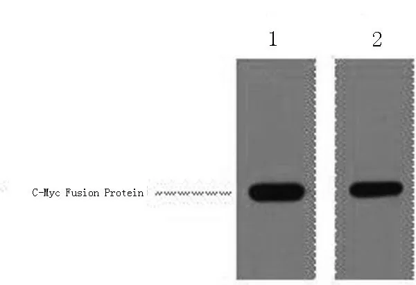 Myc-Tag Polyclonal Antibody - image 1