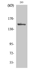 Phospho-MAP3K5 (Ser966) Polyclonal Antibody - image 1