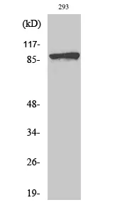 Phospho-Catenin beta (Ser37) Polyclonal Antibody - image 1