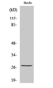 Phospho-HSP27 (Ser82) Polyclonal Antibody - image 1