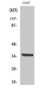 Phospho-IkB alpha (Ser32/S36) Polyclonal Antibody - image 1
