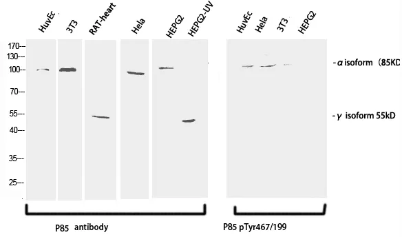 Phospho-PI 3 kinase p85 alpha /gamma (Tyr467/199) Polyclonal Antibody - image 1
