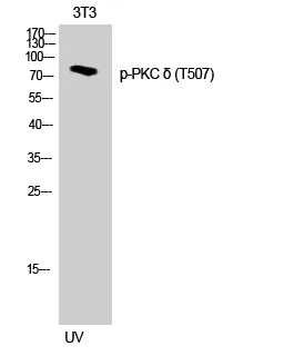 Phospho-PKC delta (Thr507) Polyclonal Antibody - image 1
