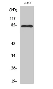 Phospho-STAT1 (Tyr701) Polyclonal Antibody - image 1