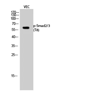 Phospho-SMAD2/3 (Thr8) Polyclonal Antibody - image 1