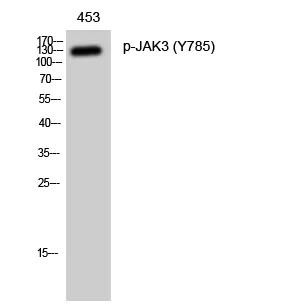 Phospho-JAK3 (Tyr785) Polyclonal Antibody - image 1