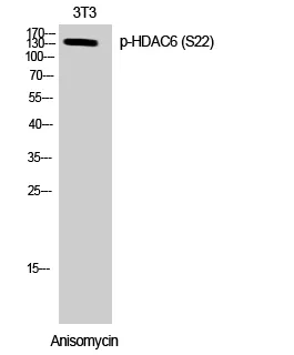 Phospho-HDAC6 (Ser22) Polyclonal Antibody - image 1