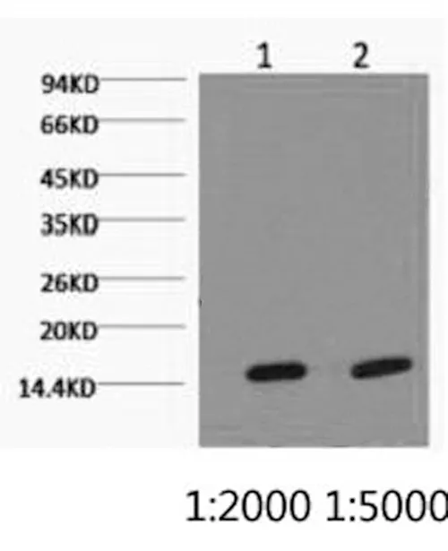 COX4I1 Monoclonal Antibody - image 1