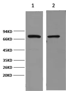 HSP70 Monoclonal Antibody - image 1