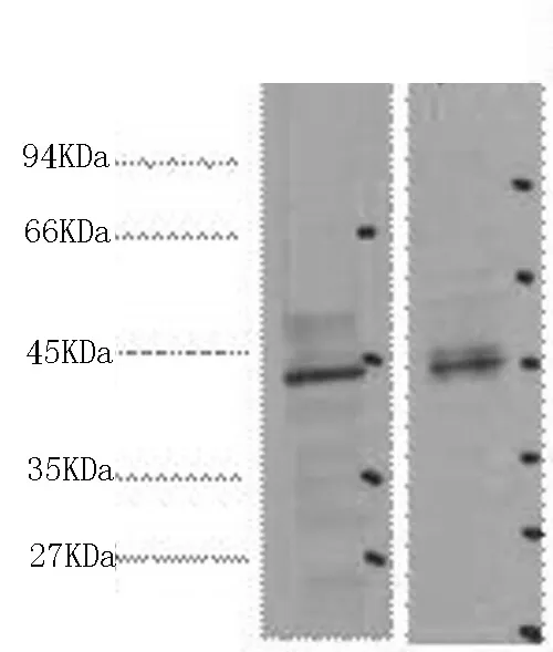 CDX2 Monoclonal Antibody - image 1