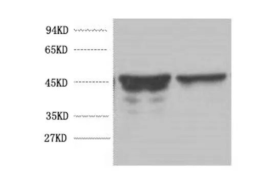 GFAP Monoclonal Antibody - image 1