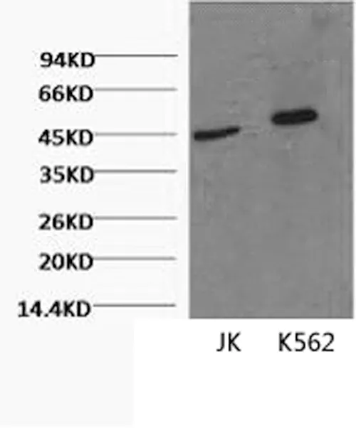 CD16 Monoclonal Antibody - image 1