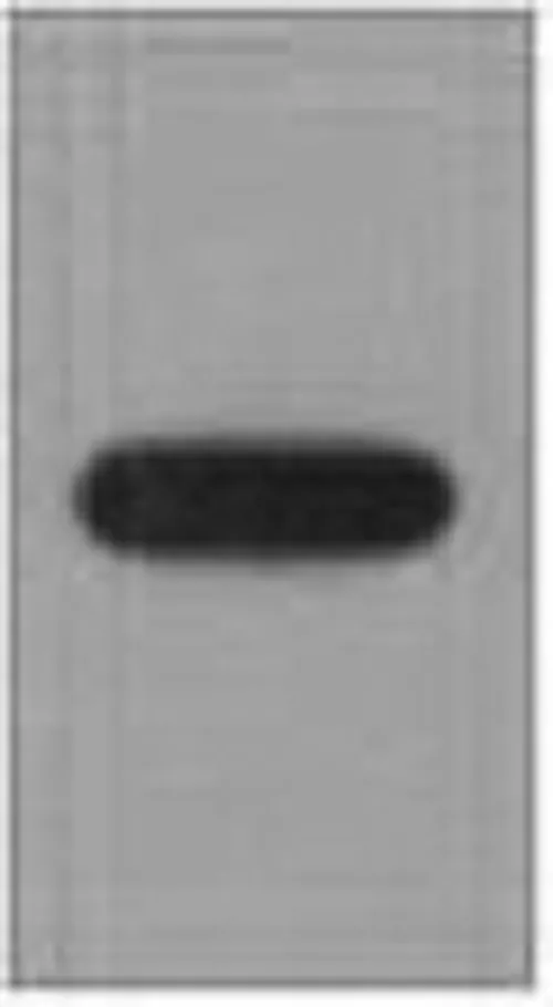 EYFP Monoclonal Antibody - image 1