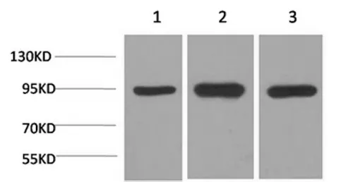 HSP90 alpha Monoclonal Antibody - image 1