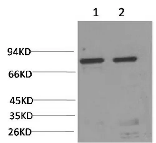 HSPA5 Monoclonal Antibody - image 1