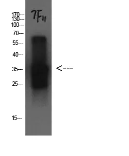 CST3 Monoclonal Antibody - image 1