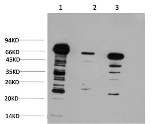 Ubiquitin Monoclonal Antibody - image 1