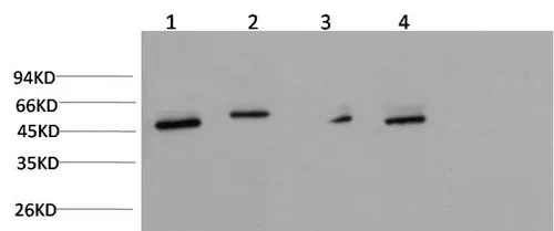 gamma Tubulin Monoclonal Antibody - image 1