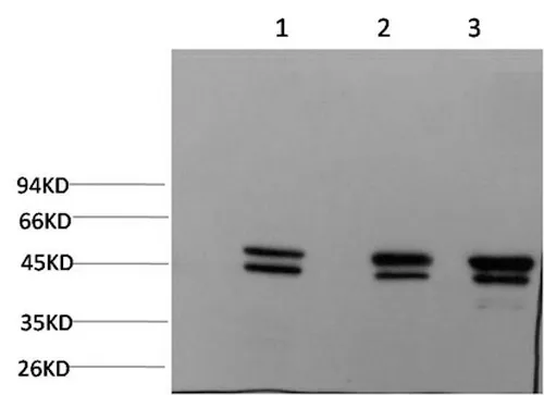 epsilon Tubulin Monoclonal Antibody - image 1