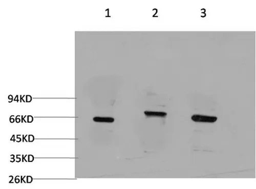 BECN1 Monoclonal Antibody - image 1