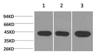 ACTA2 Monoclonal Antibody - image 1