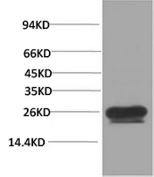 HSP27 Monoclonal Antibody - image 1