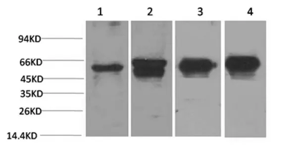 c-Fos Monoclonal Antibody - image 1