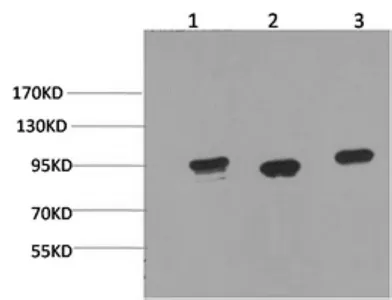 HSP90 alpha Monoclonal Antibody - image 1