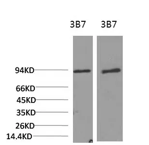 PI 3 kinase p85 alpha Monoclonal Antibody - image 1