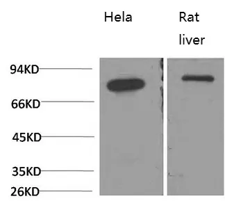 HSPA5 Monoclonal Antibody - image 1