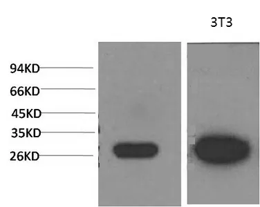 Galectin 3 Monoclonal Antibody - image 1