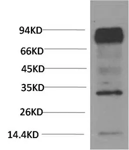 HIF1 bata Monoclonal Antibody - image 1